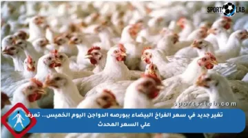 تغير جديد في سعر الفراخ البيضاء ببورصة الدواجن اليوم الخميس.. تعرف على السعر المحدث